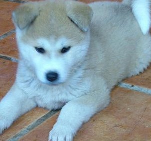 akita puppy