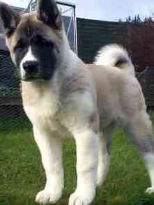 japanese akita dog breeder