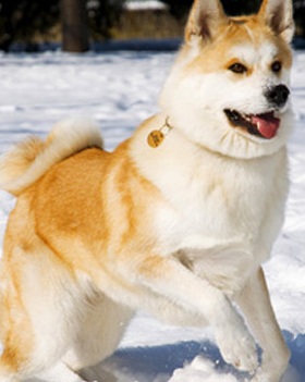 red akita dog breeder