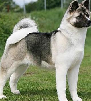 akita breed photo