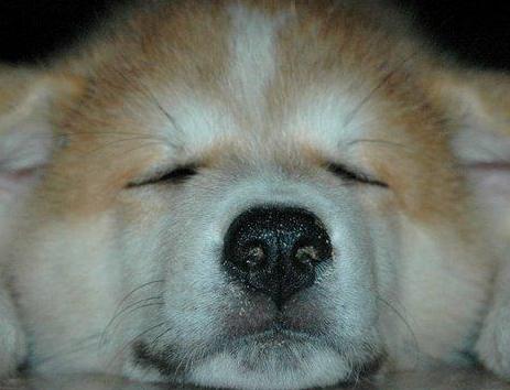 akita inu photo