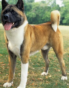 akita photo