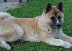 akita info