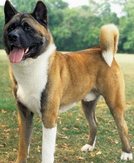 akita puppy information