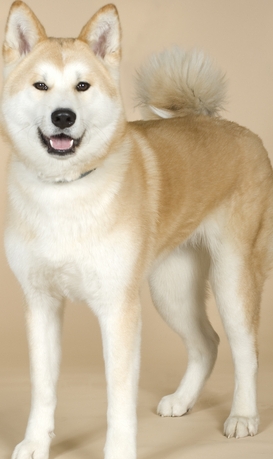 red akita information