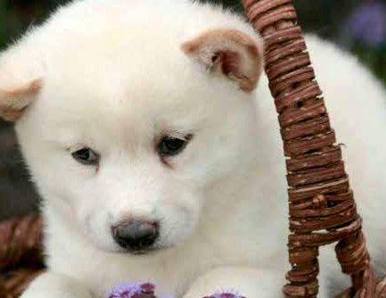 white akita info