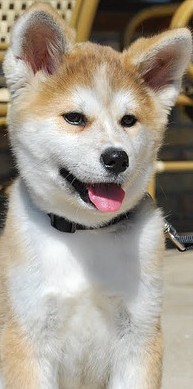 akita inu dog