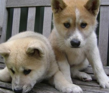 akita inu puppies