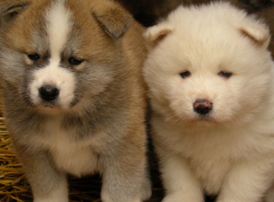 akita inu puppy