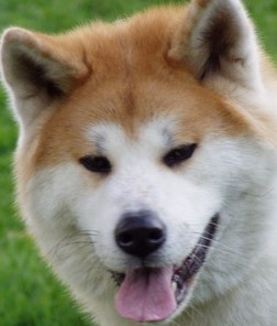 akita inu