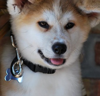 cute akita inu puppy