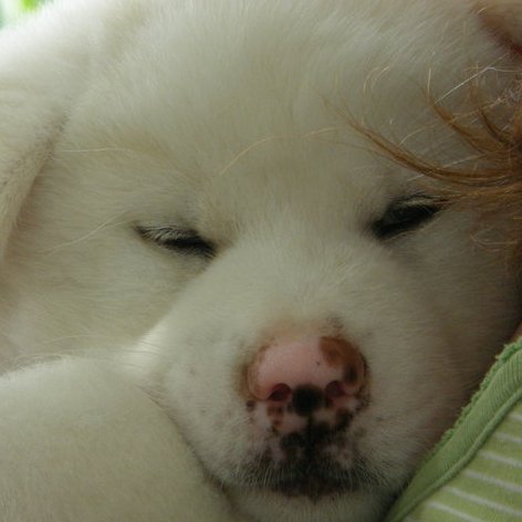 white akita inu puppy