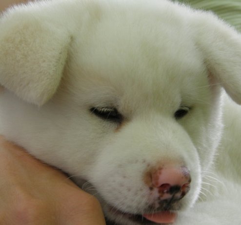 white puppy