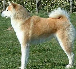 akita image