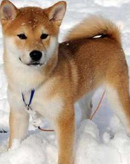 akita inu photo