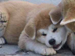 akita inu