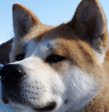 akita picture