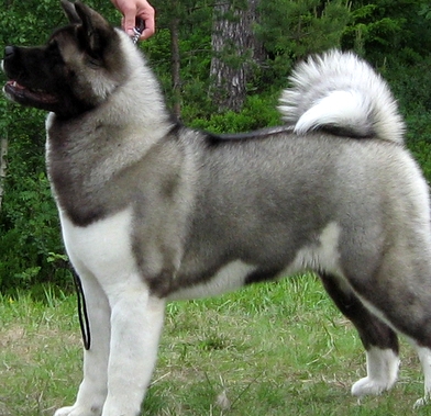 akita pure breed