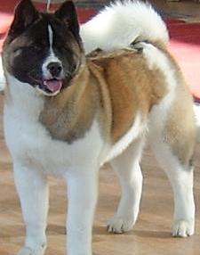 akita show dog