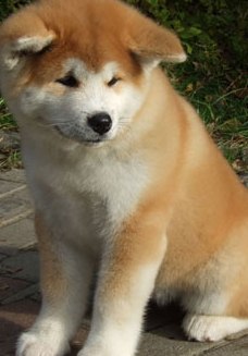 japanese akita photo