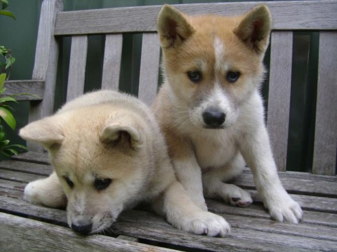 akita puppies