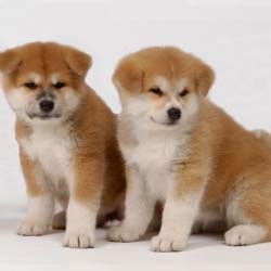 japanese akita puppies