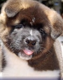 akita breed puppies