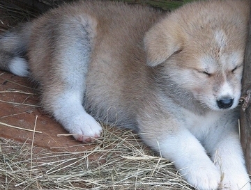 akita dog