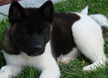 akita inu puppies