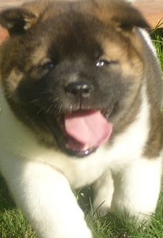 akita puppies