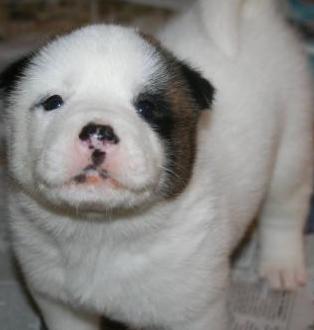 cute akita puppies