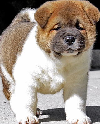 japanese akita puppies