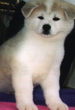 red akita puppies