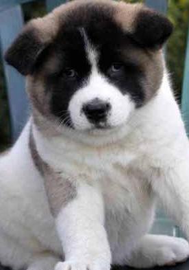 white akita puppies