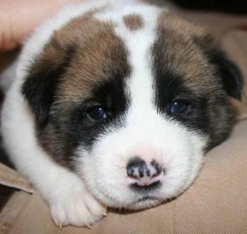 akita puppy