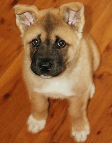 Akita Puppy