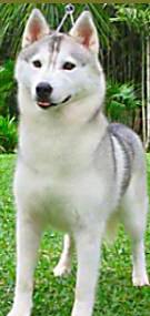 alaskan husky breeder