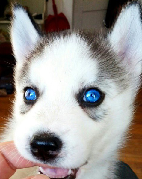 Siberian Husky Dogs Information Behavior Training Care Dog ...