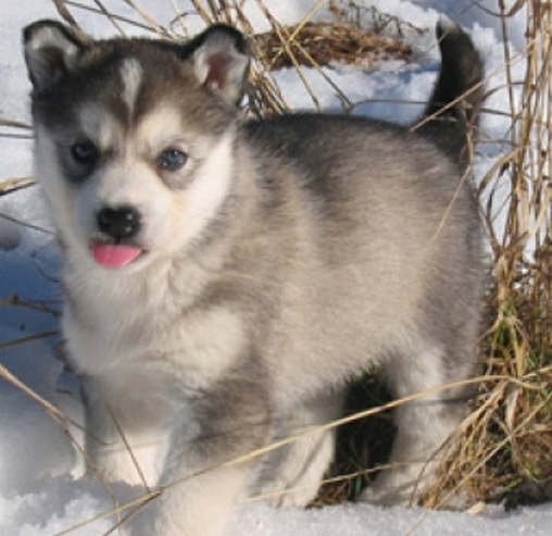 alaskan husky rottweiler mix sale free alaskan husky puppies quotes alaskan husky rottweiler mix sale free alaskan husky puppies quotes