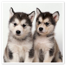 alaskan malamute puppies