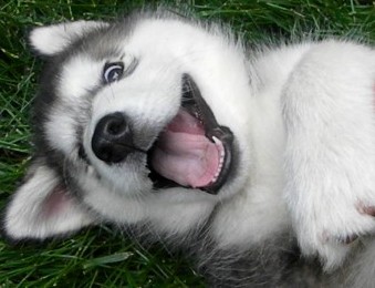 alaskan malamute puppy