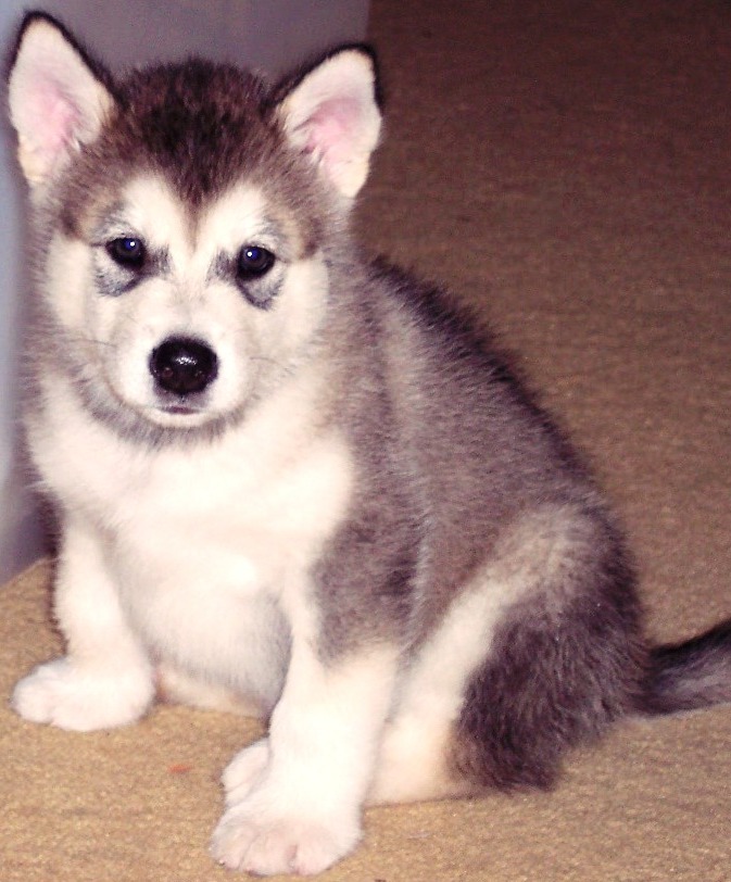 alaskan malamute puppy