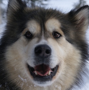 alaskan dog