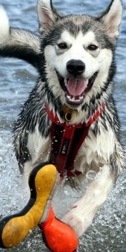 alaskan malamute dog