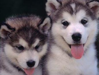 alaskan malamute puppy