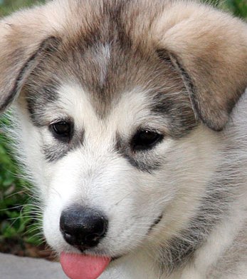 alaskan malamute