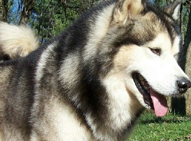 alaskan malamutes