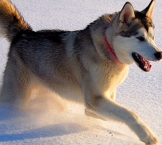 cute alaskan malamute