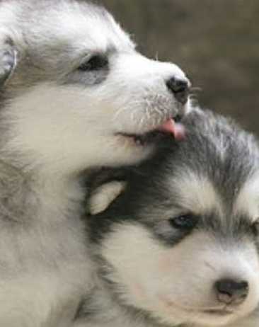 malamute puppies