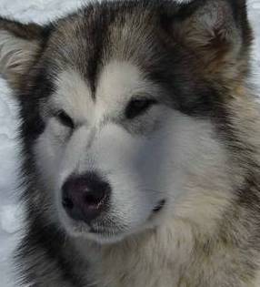 malamute